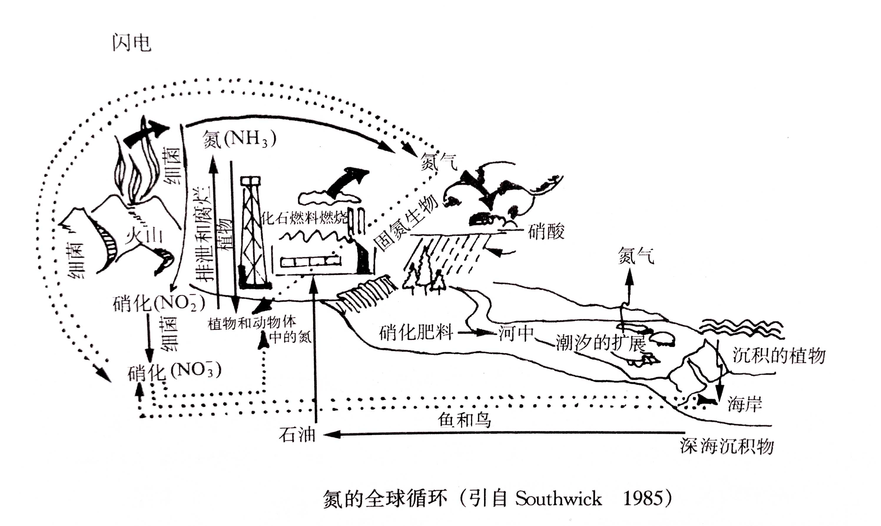 生態(tài)系統(tǒng)的物質(zhì)循環(huán)——氮、磷、硫循環(huán)