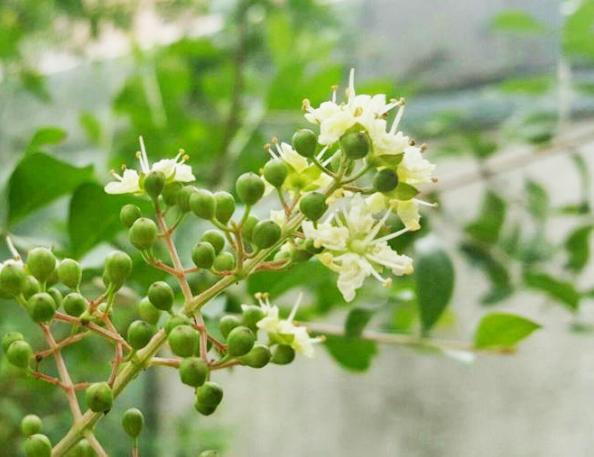 散沫??1.jpg 散沫??1.jpg