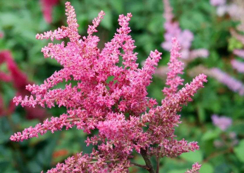 落新??2.jpg 落新??2.jpg